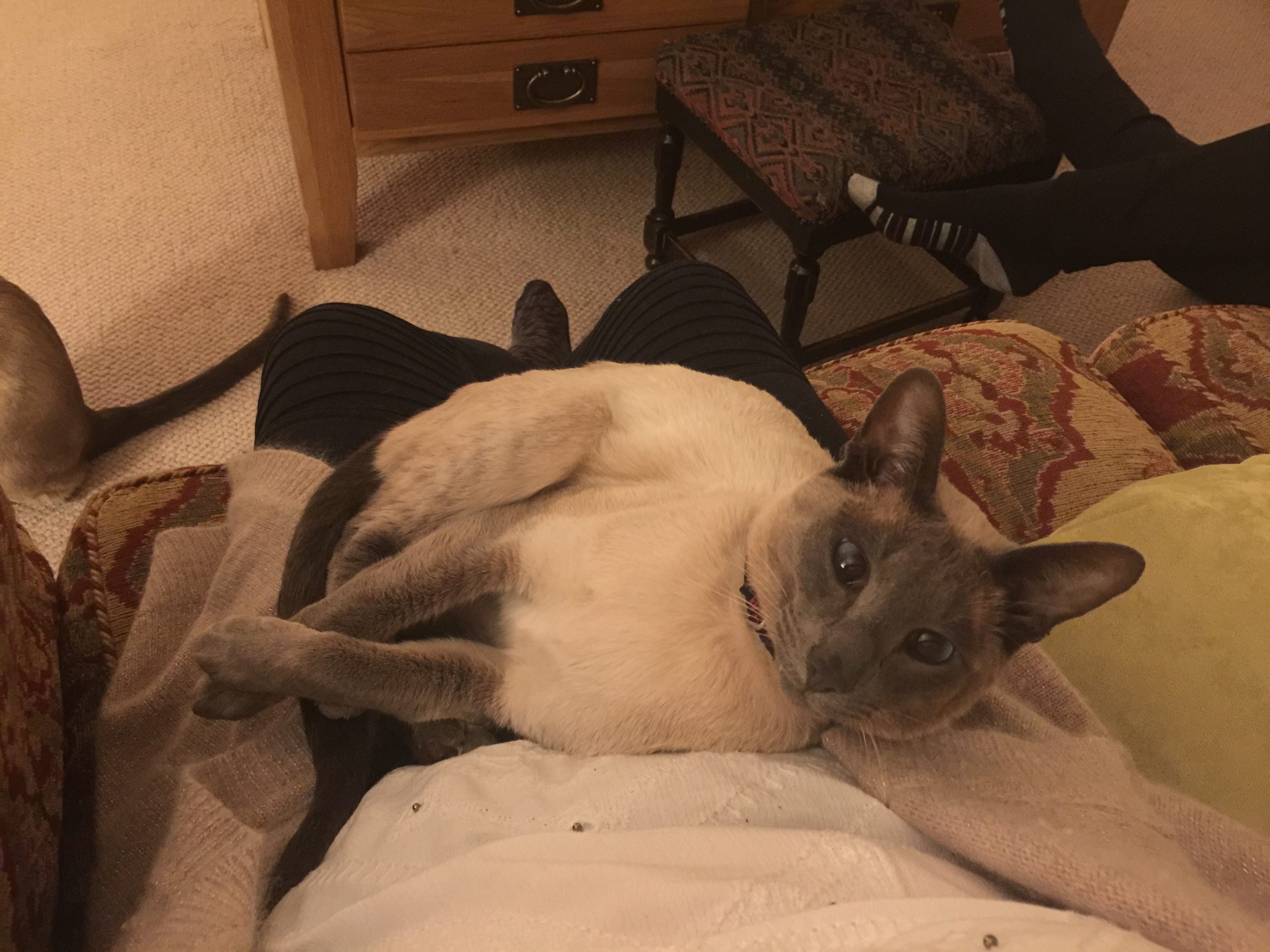 live in cat sitter for uk home