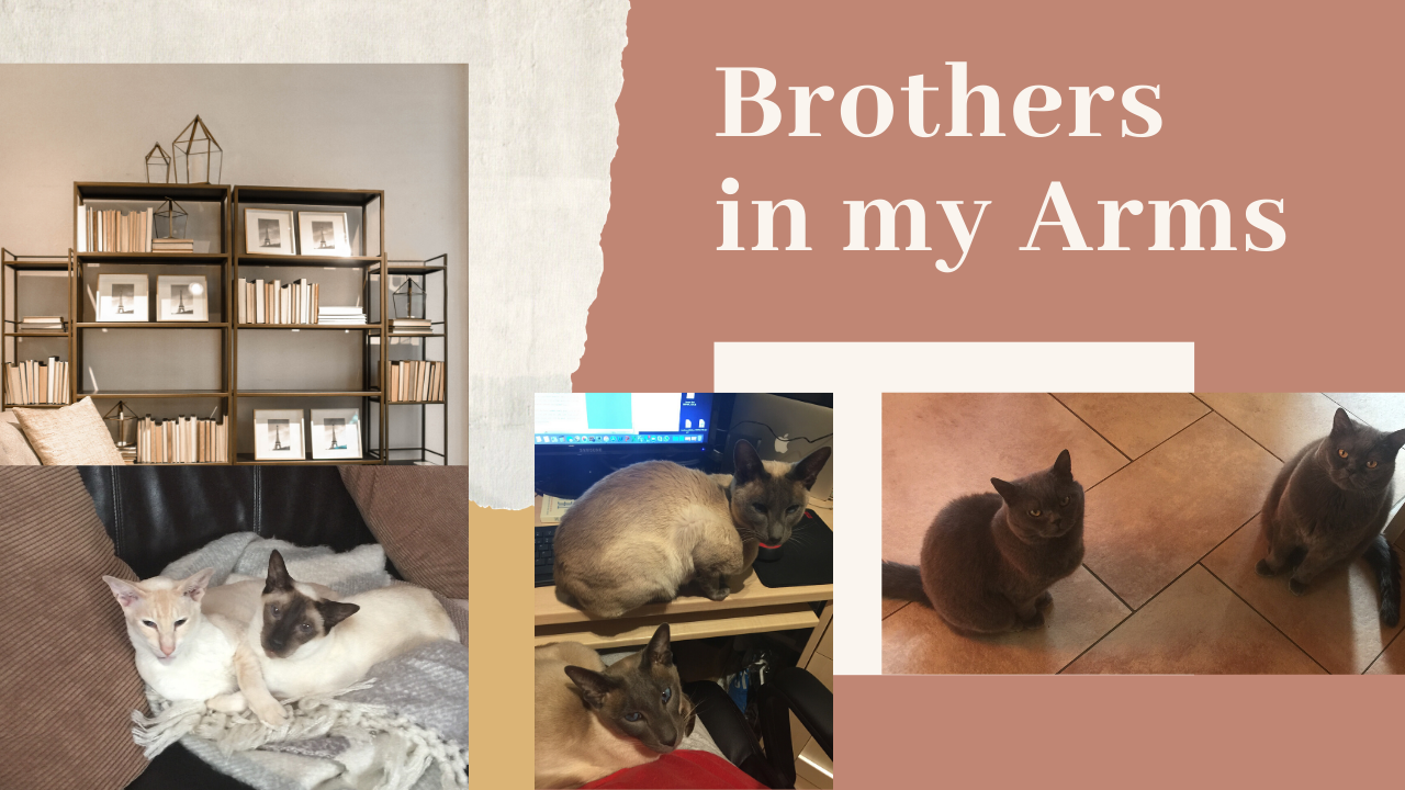 house sitter for two cats uk