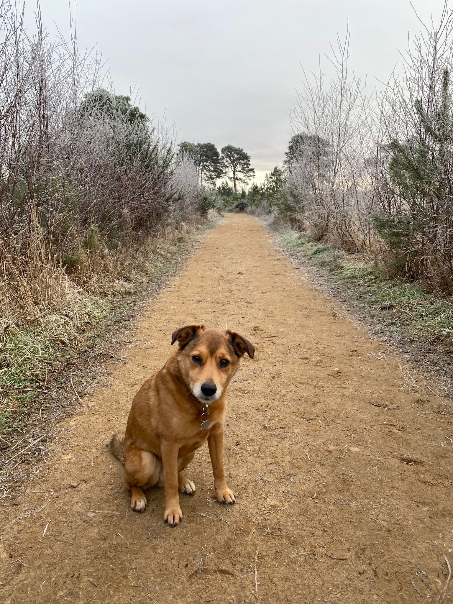 Buttons, Surrey Hills